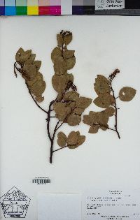 Arctostaphylos manzanita subsp. wieslanderi image