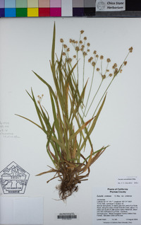 Luzula cascadensis image
