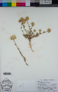 Ipomopsis congesta subsp. montana image