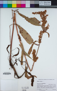 Rumex crispus image