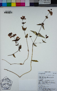 Collinsia heterophylla image