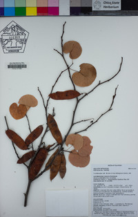 Cercis occidentalis image