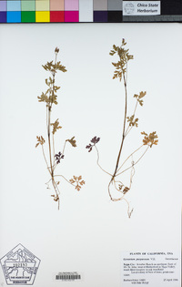 Geranium purpureum image