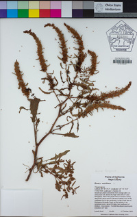 Rumex fueginus image