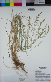 Poa compressa image