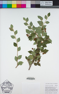 Cotoneaster simonsii image