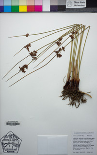 Juncus patens image