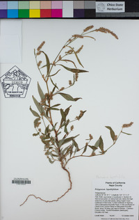 Persicaria lapathifolia image