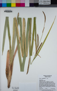 Carex amplifolia image