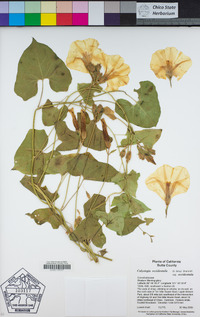 Calystegia occidentalis subsp. occidentalis image