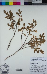 Vaccinium shastense image