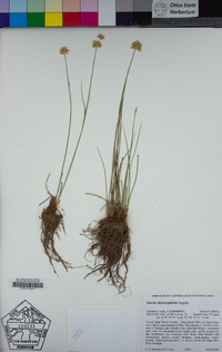 Juncus chlorocephalus image