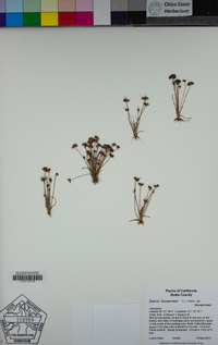 Juncus leiospermus image