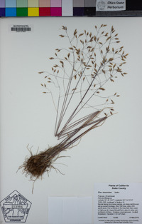 Poa tenerrima image