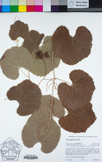 Vitis californica image