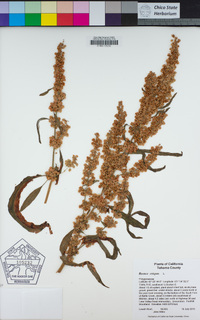 Rumex crispus image