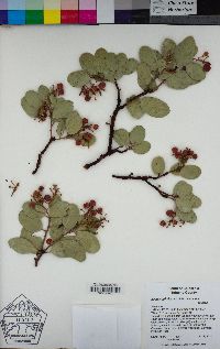 Arctostaphylos viscida subsp. viscida image