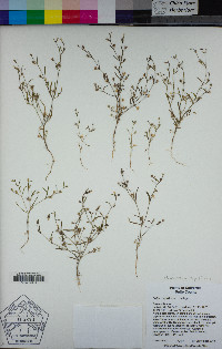 Navarretia capillaris image