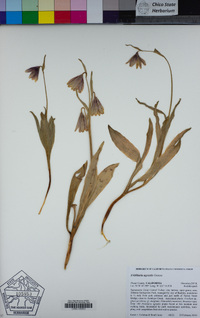 Fritillaria agrestis image