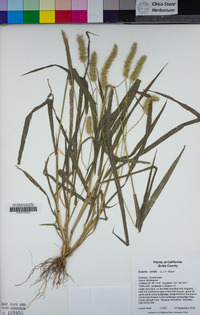 Setaria viridis image