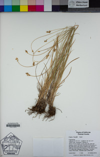 Carex hoodii image