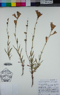 Penstemon heterophyllus var. heterophyllus image