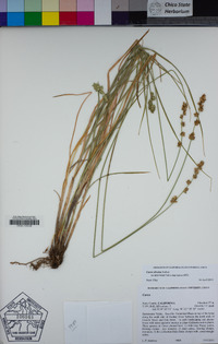 Carex divulsa image