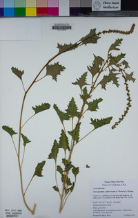 Chenopodium californicum image