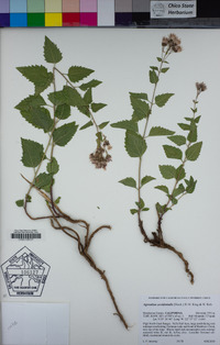 Ageratina occidentalis image