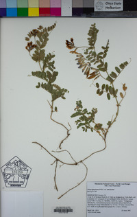 Vicia americana subsp. americana image