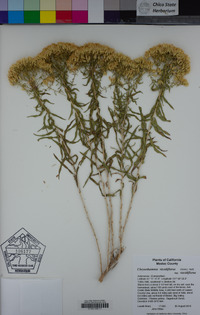 Chrysothamnus viscidiflorus image