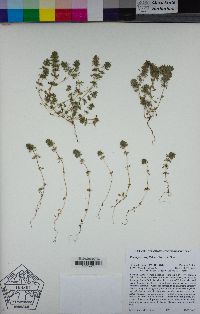 Pogogyne serpylloides image