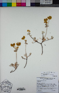 Eriogonum umbellatum var. smallianum image