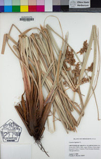 Cyperus ligularis image