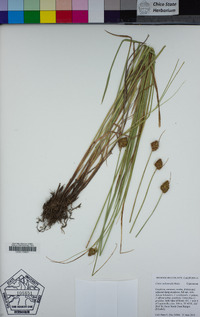 Carex unilateralis image