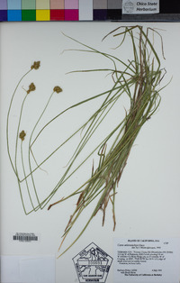 Carex athrostachya image