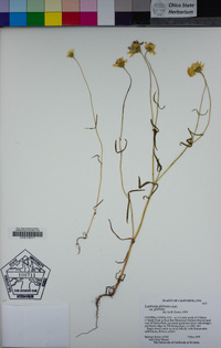 Lasthenia glabrata image