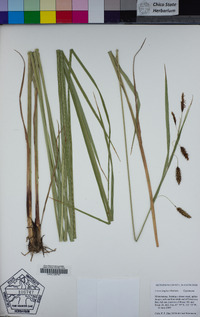 Carex lyngbyei image