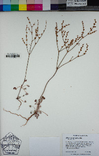 Eriogonum luteolum image