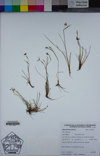 Image of Sisyrinchium scabrum