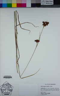 Image of Rhynchospora elliottii