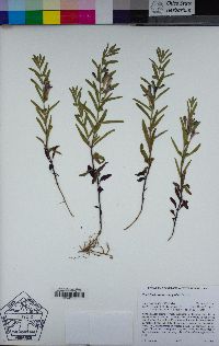 Scutellaria siphocampyloides image