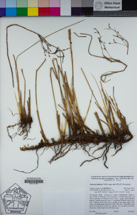 Juncus balticus image