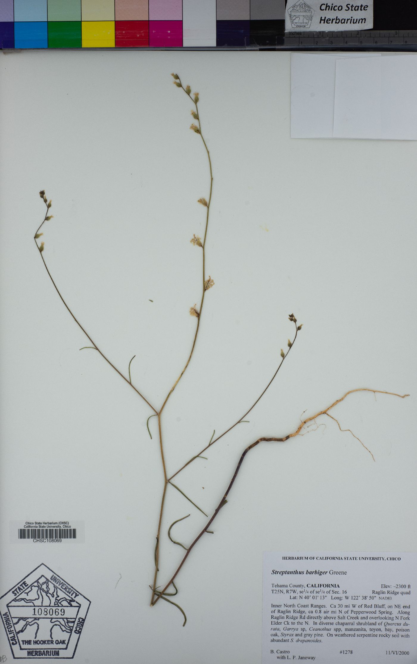 Streptanthus barbiger image