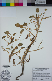 Heteranthera limosa image