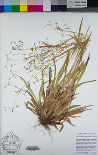 Luzula parviflora image