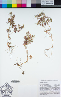 Geranium dissectum image