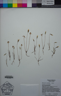 Microseris acuminata image