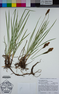 Carex scopulorum var. bracteosa image