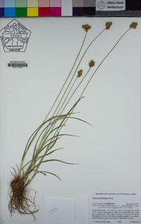 Carex pachycarpa image